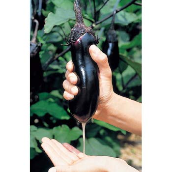 水茄子50個 野菜の種/種子 みず茄・ナス みず茄子 50粒（メール便発送