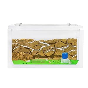 AntHouse – Natural sand ant farm – 3D starter set 20x10x10 cm white – Including ants