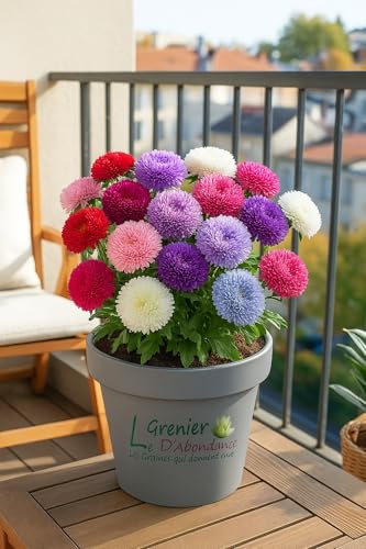 100 semillas para sembrar - El ático de abundancia - Reine-Margarita Pompon - Callistephus Chinensis Pompon