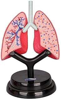 Respiratory System Model - Human Organ Model Medical Anatomical Respiratory System Model - for Study Display Teaching Medical Model,Children Student Science Education Model Toy