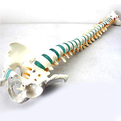 JL Tama�o Natural Humano Esqueleto Anat�mico Columna Vertebral Modelo, con Pelvis Montar en Un Soporte, para Quiropr�ctico, Oste�pata Oficina y Estudiante Estudio