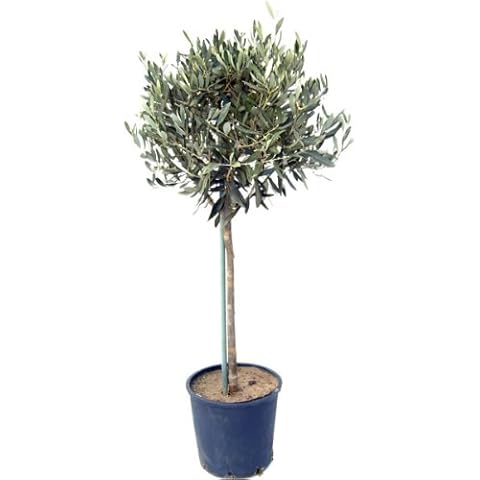 Large Mature 150-160cm Mediterranean Olive Tree 'Olea Europa' Established Plants. Ornamental and winter hardy. Gift wrap available. Ideal for pots or ground planting Cover