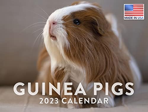 amazon-com-guinea-pig-calendar-2023-monthly-wall-hanging-calendars-cute-furry-kids-pet-animal-rodent-large-planner-24-months-full-2023-write-on-grid-plus-bonus-2024-preview-chart-made-in-usa-office-products