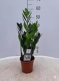 Pianta di Zamia Zamioculcas zamiifolia su vaso cm 14