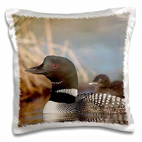 3dRose Danita Delimont-Birds-Canada, British Columbia. Adult Common Loon with a Chick on its Back (pc-313026-1) Pillow Case, White