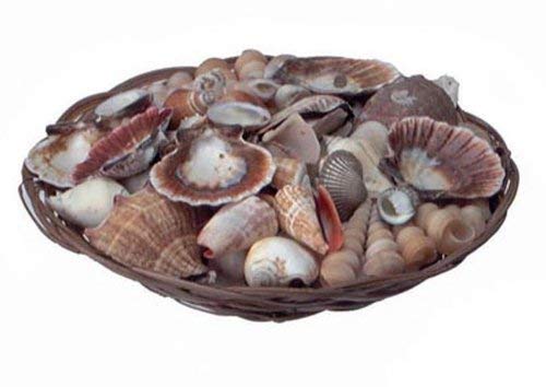 Darice 2503-53 Coco Midrib Sea Shell Pack, Natural, 10