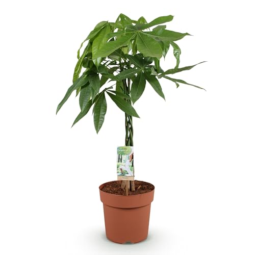 Green boutiQ - Plantes d'intérieur - Pachira Aquatica tige tressée - Arbre à argent - Peu d'entretien - Vert - 1 Plante - Pot 21cm - Hauteur 80-90cm