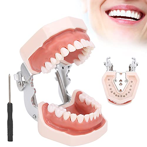 Modelo de cepillado de dientes, materiales educativos Simulación de modelo de dientes de enseñanza con destornillador para la práctica de enseñanza para estudiar para niños