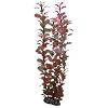 Hobby Ludwigia, 34 cm