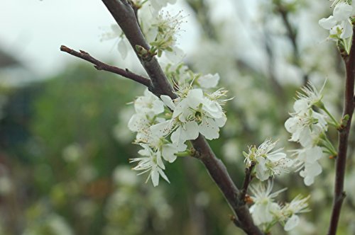American Beauties Native Plants - Prunus maritima (Beach Plum) Shrub, , #2 - Size Container