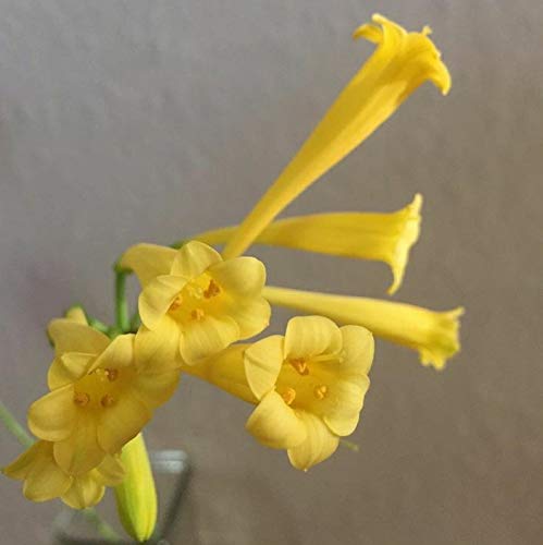 Radha Krishna Agriculture Imported Ifafa Lily flower Bulbs Rare Variety for Your Home and Garden (Pack of 2, Yellow)-image-31
