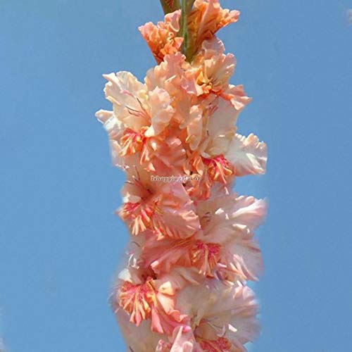 Portal Cool Giallo: Gladiolo perenne Semi di Fiori Giardino Piante en Vaso aerobico Spada Lily Is6H