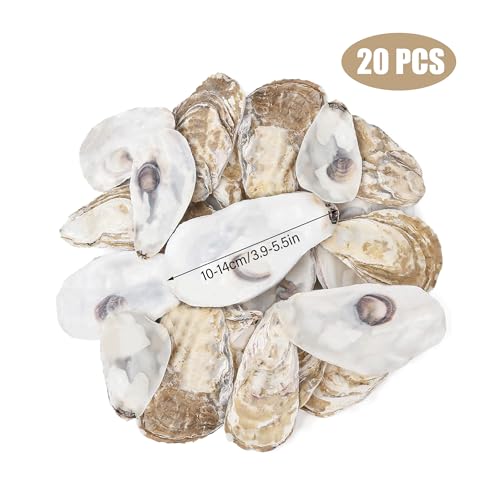 Conchas de ostras naturales cóncavas y planas de gran tamaño decorativas 6