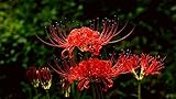 4: Lycoris tiene un período de floración más largo