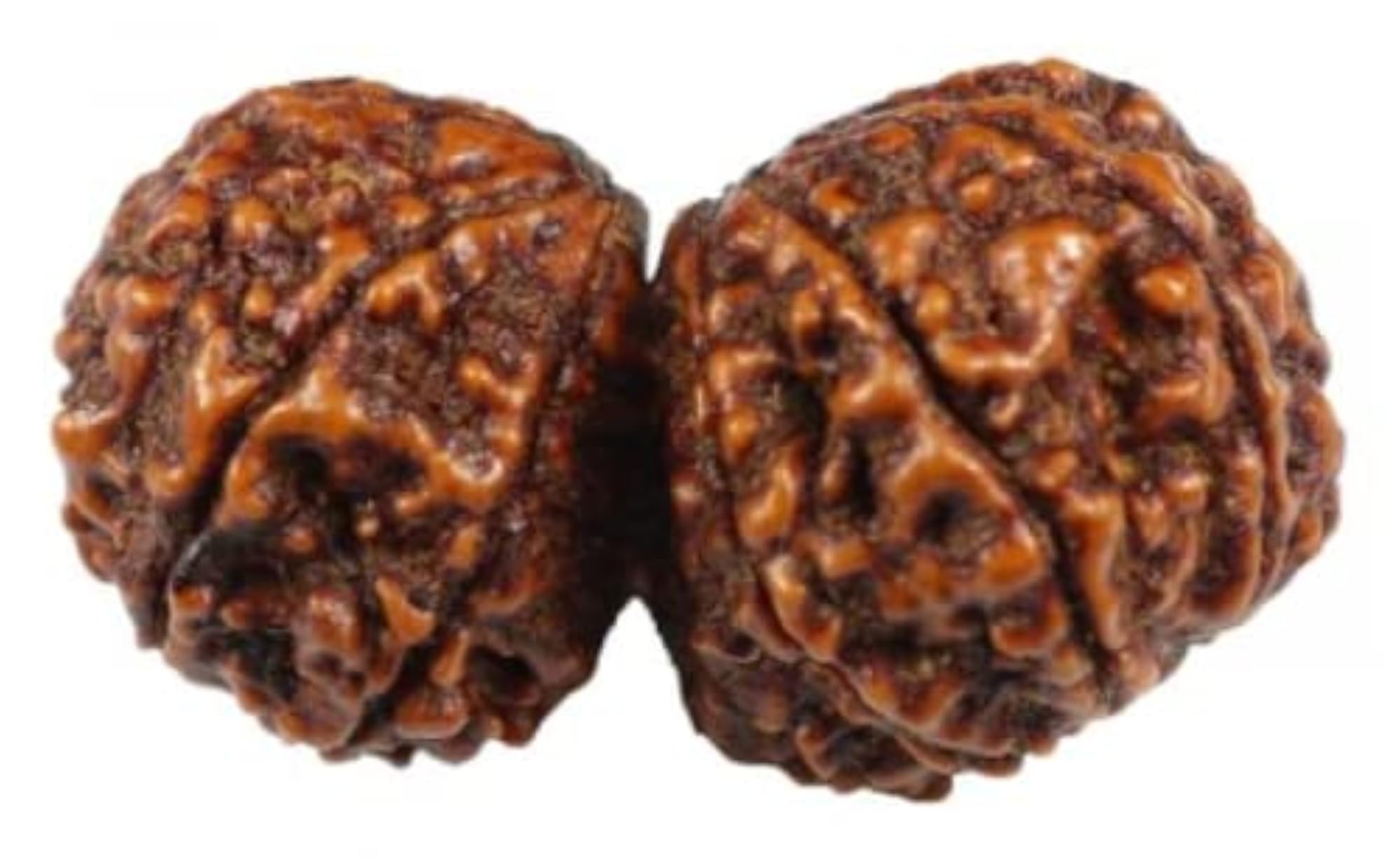 Gauri Shankar Rudraksha Natural Two Joined Face Beads