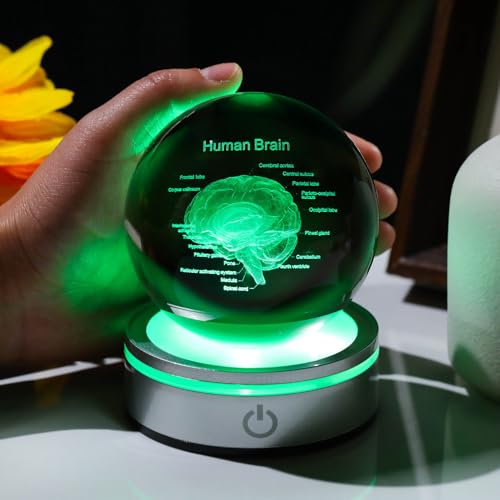 Image of Arikyrist Crystal 3D Human Brain Figurine 3.15 in. Ball Gifts for Him Her | Human Brain Anatomical Mini Model, Colorful Light Base, for Neurologist Doctor Pharmacist, Graduation Gifts, Medical Students