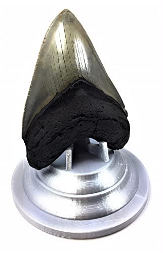 Image of Beautiful 3D Printed Megalodon Shark Tooth Display Stand with a 4-5 /8 inch Round Base (Silk Silver)