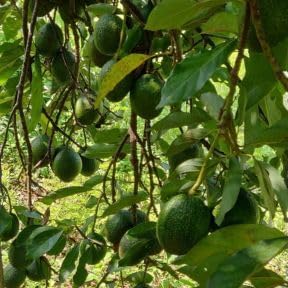 Dwarf HASS Avocado Tree Live Plant 1-2ft Tall, 3 Gallon Pot, Avocado Fruit Plant for Planting in Your Garden, No Ship to CA