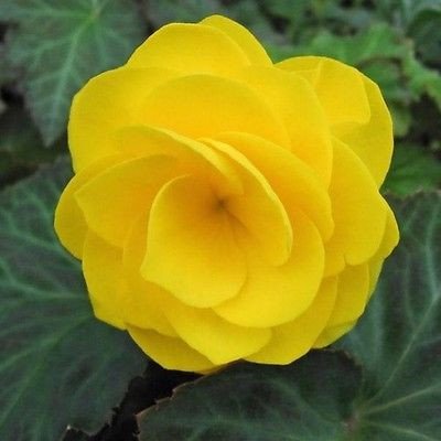 30 semi - Semi Begonia fiore doppio giallo (Begonia tuberosa)