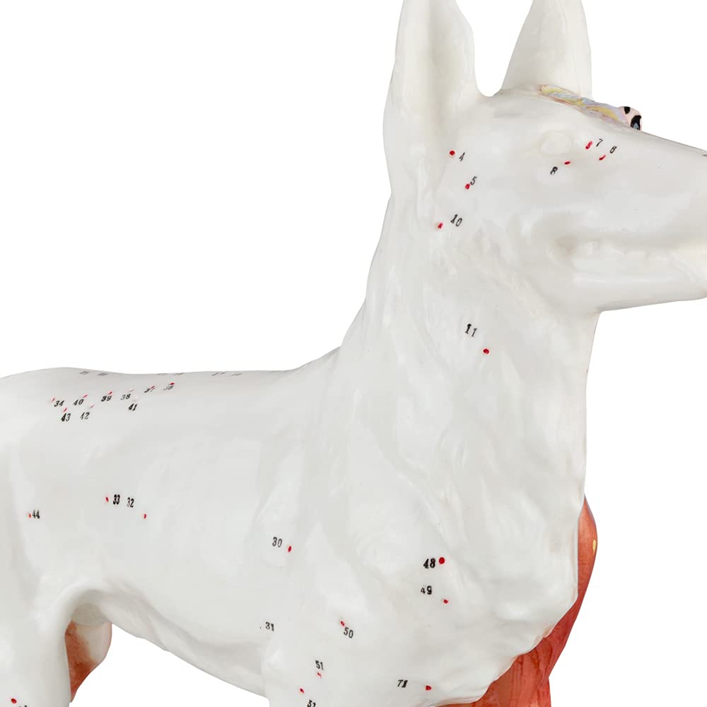 Acupuncture Anatomie Figure TCM Modèle Acupuncture Modèle Sélection Animal Chien Boeuf Cochon Cheval Chat Muscle Modèle, Modèle Animal:Chien