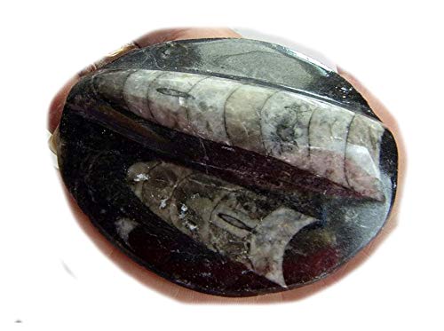 Fossile cristallizzato di ortocerato nautiloide