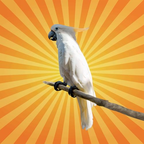 Le cacato&egrave;s &agrave; huppe jaune ouvre les poubelles et apprend la technique aux autres !