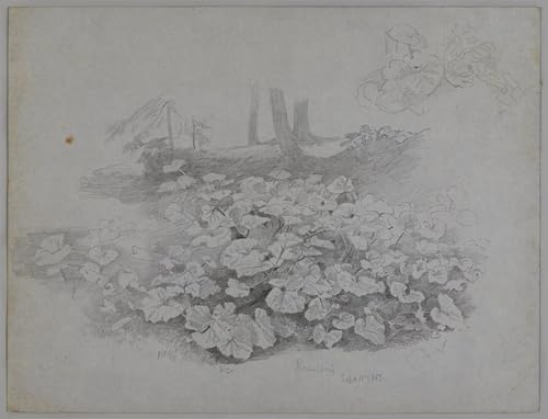 Tableaux Toile Étude des plantes de septembre 60x90cm