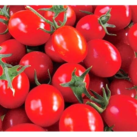 Amazon 実生 ミニトマト マンマミーア 9cmポット苗 鉢植え専用 野菜