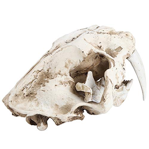 Crânio de tigre de resina Crânio de animal, excelente acabamento Simulação de alta simulação Modelo