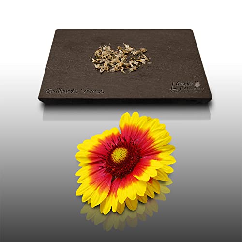50 graines Fleurs à semer - Le Grenier d'Abondance - GAILLARDE Vivace à double variée - Gaillardia