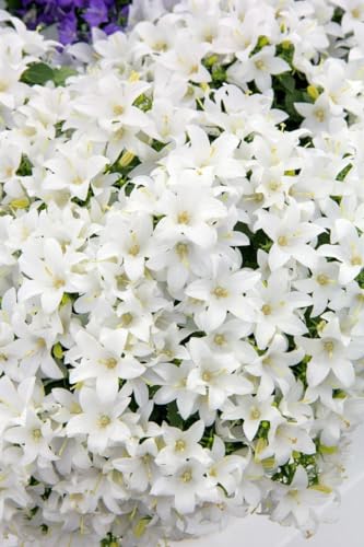 Campanula cochleariifolia 'White Baby' ca. 9x9 cm Topf - Zwerg-Glockenblume, weiße Blüten, Blütezeit Juni-August, ideal für Steingärten, pflegeleicht und winterhart