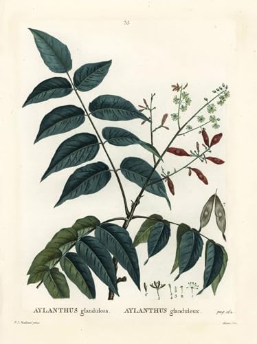 Lienzo de pintura clásico Árbol del cielo Ailanthus de Pierre Redouté con acabado artístico premium