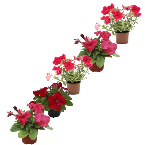 Petunia Pack de 5 Plantas Naturales para Terraza y Jardín