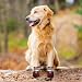 Muecleao Hundeschuhe Pfotenschutz, 4 Stück Wasserdicht Anti-Rutsch Hundestiefel mit Rutschfester Sohle und reflektierendem Klettverschluss, Schuhe für kleine, Mittlere und Große Hunde (Rot, XL)