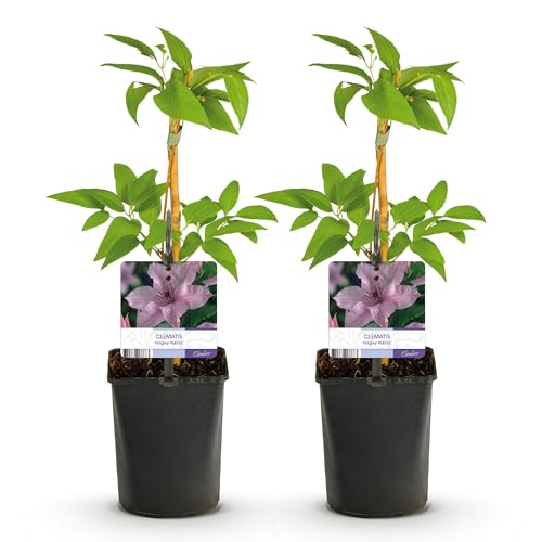 GreenboutiQ - Plante grimpante - Clematis Hagley Hybrid - Fleur Rose - Peu d'entretien - 2 plantes - Pot 11cm Hauteur 40cm