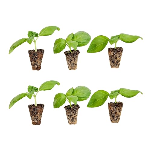 Bonnie Plants Sweet Basil Plug, Live Plant, for Salads, Drinks, Asian and Italian Dishes, Full Sun, 3 Cubic in., 6 Pack