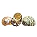 Hermit Crab Shells | Turbo Shells | 1 Spotted Brown, 1 White Pearlized, and 1 Green Turbo Shells 2