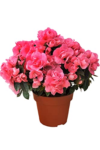 Rhododendron Flor Azalea Planta Natural de Interior y Exterior