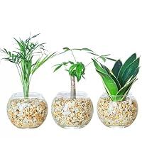 Amazon｜東京寿園 観葉植物 3点セット ハイドロカルチャー 本物 ミニ
