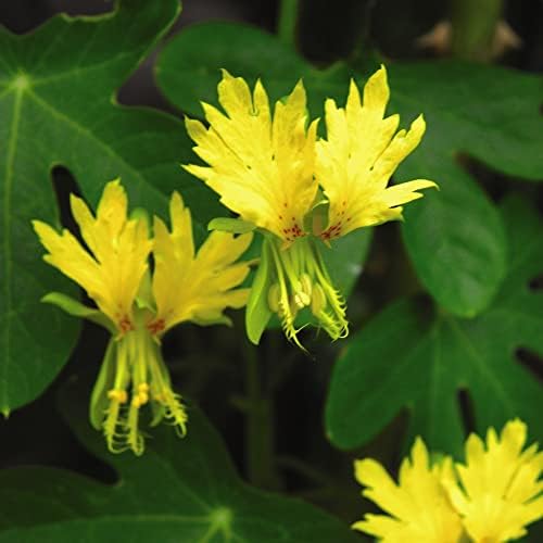 Canary Creeper, Tropaeolum canariense peregrinum Climbing Half-Hardy ...