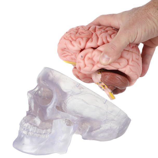 Axis Scientific 3-Part Life-Size Clear Human Skull with 8-Part Brain - Detailed Articulated Translucent Anatomy Model for Neurologists and Medical Students - Durable and Realistic