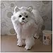 Modello Simulato di Cane di Pomerania - Modello Animale di Peluche Realistico Modello di Cane di Pomerania - Modelli di Figure di Cane di Simulazione Realistica Morbida - per La Decorazione Domestica