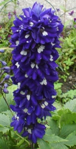 100 Delphinium semi blu scuro bianco Api Larkspur