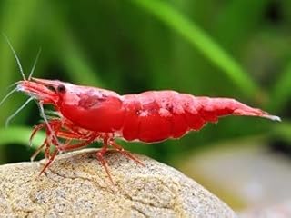 ShrimpRack™ 10 Fire Red Neocaridina Freshwater Aquarium Shrimps. 1/4 to 1/2 inch Long. Fully Mature Breeding Age.