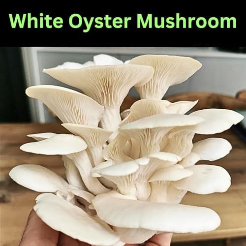Image of White Big-Size Oyster Mushroom Growing Spawn /Seed (200 Gm + 2 PP Bags), First Generation Edible F1 PO Variety High Yield Big Petal White Oyster Mushroom Seed for Mushroom Farming