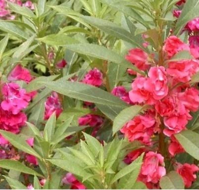 Hari Giver Garden® Gul-Mehndi/Impatiens balsamina Pink Flower Plant With Pot (B09LVTQCXG) Amazon Price History, Amazon Price Tracker