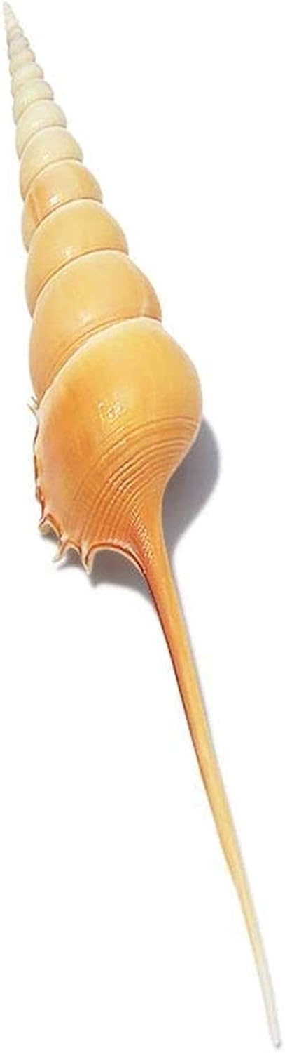 Bamboo Shoots Conch Shell Funny Natural Sea Snail Home Ornaments Fish Tank Decor sea Shells for Decoration