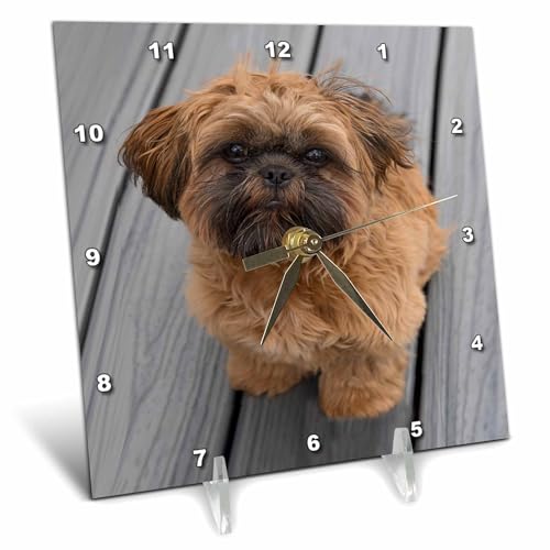 3dRose Shih Tzu Desk Clock, 6 x 6