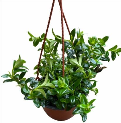 JM BAMBOO Goldfish Plant 6inch Hanging Pot -Profuse Bloomer Plant