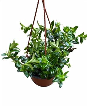 Hanging Indoor Plants Low Light: 5 Surprising Picks You’ll Love 2 hanging indoor plants low light